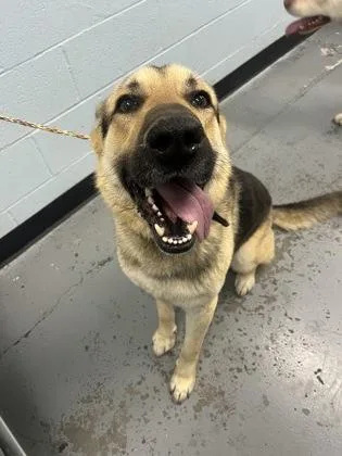 An adult large-sized male German Shepherd Dog dog named Cooper for adoption in Sacramento, CA
