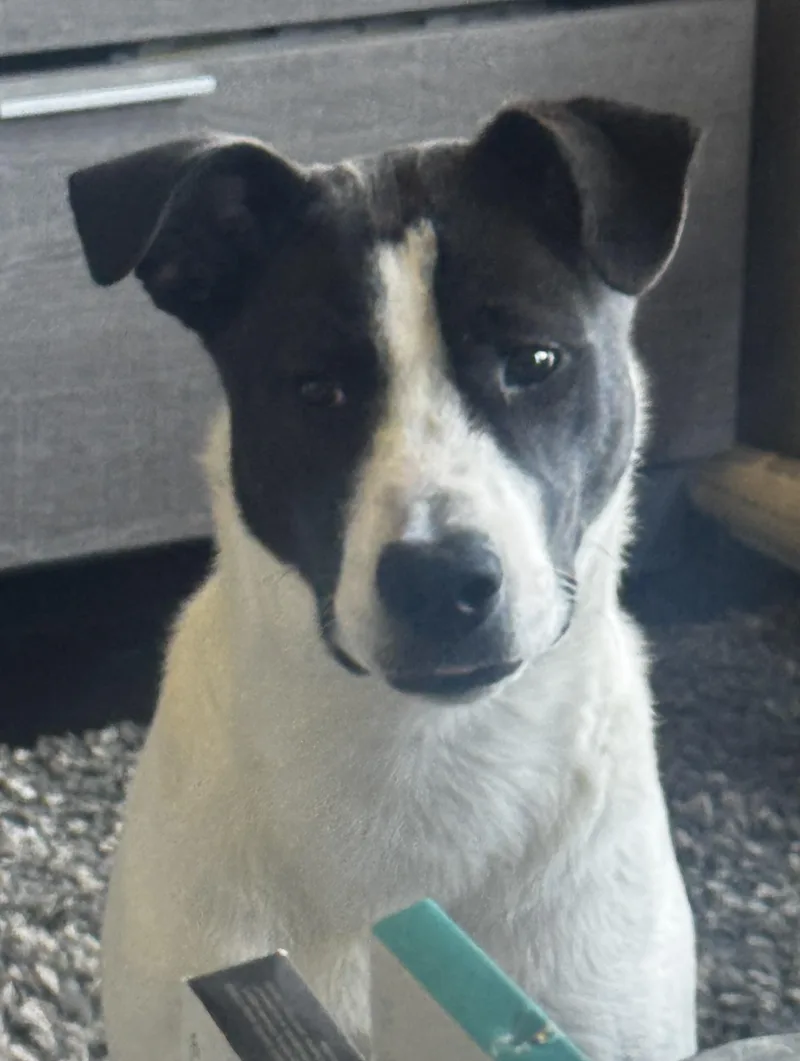 A young medium-sized male Border Collie dog named Archie for adoption in Oxford, MI