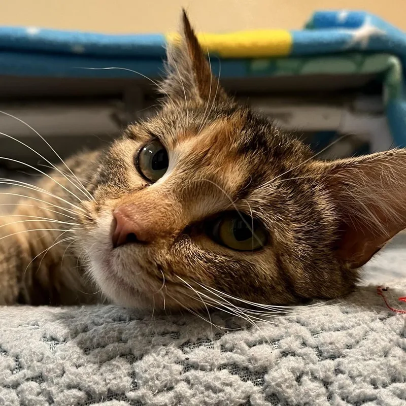 A young medium-sized female Brown / Chocolate Domestic Short Hair cat named Cupcake for adoption in Cheyenne, WY