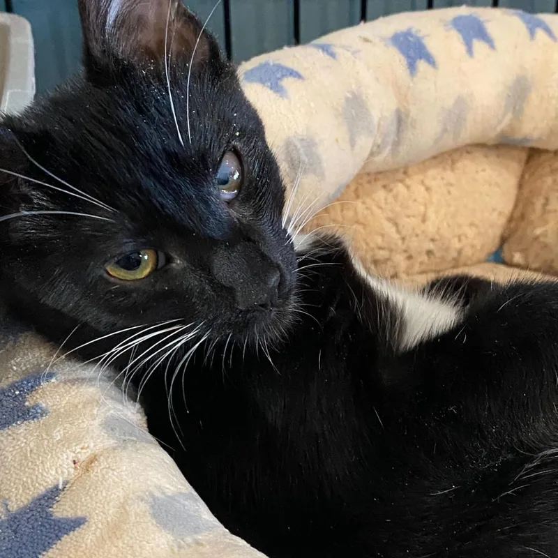An adult small-sized male Black Domestic Short Hair cat named Sparrow for adoption in Howard beach, NY