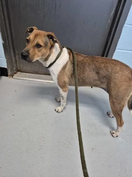 An adult medium-sized female Pit Bull Terrier dog named Pen Maggie for adoption in Lawrenceville, GA