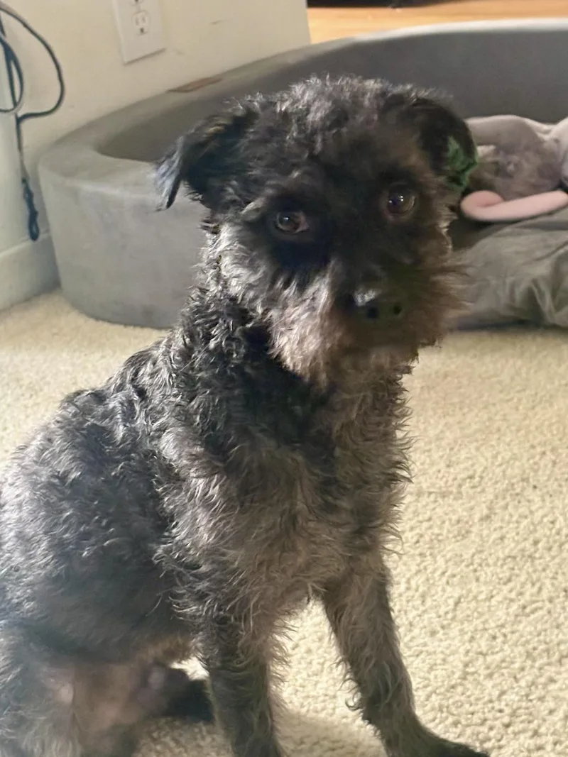 A young small-sized male Black Schnoodle dog named Remy for adoption in Santa Monica, CA