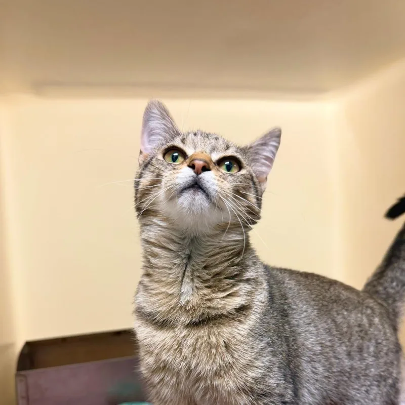 A baby medium-sized female Brown / Chocolate Domestic Short Hair cat named Mj for adoption in Harrisonburg, VA