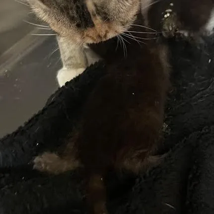 A baby small-sized female Black Domestic Short Hair cat named Blue for adoption in Port Charlotte, FL