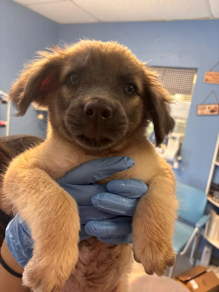 A baby medium-sized female Mixed Breed dog named Charlie Sue pink collar for adoption in Morgantown, KY