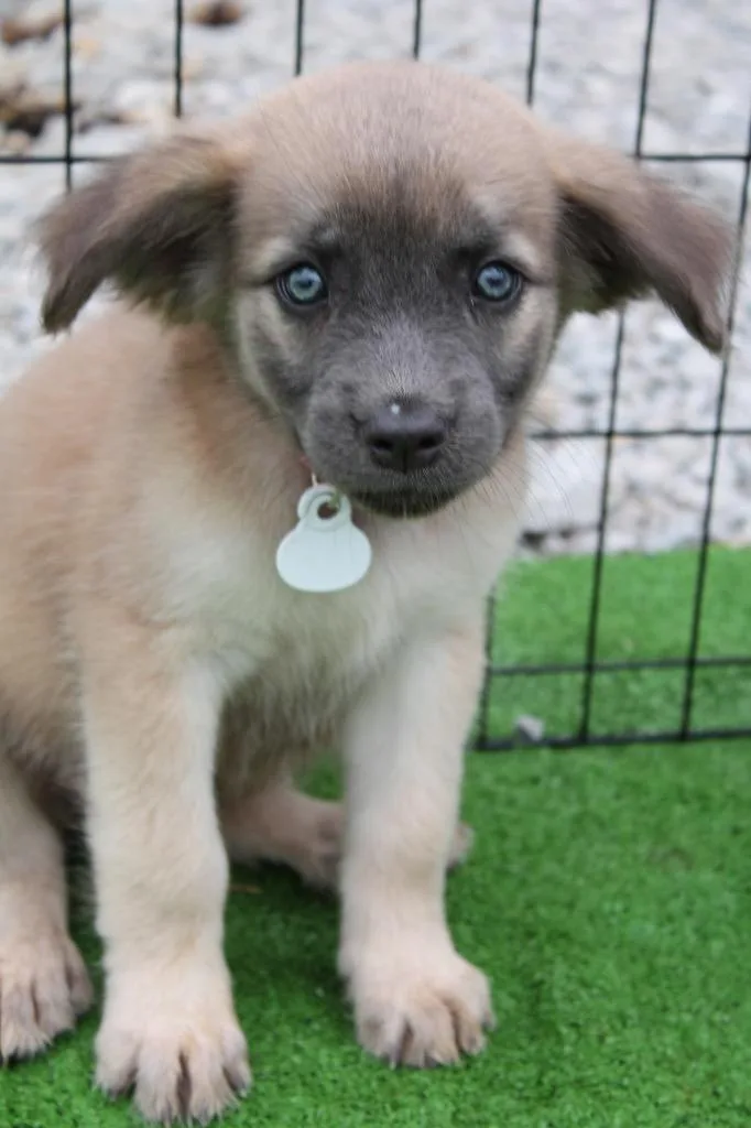 Charlie Sue pink collar thumbnail 2