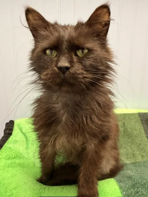A senior medium-sized male Black Domestic Medium Hair cat named Grimie for adoption in Allegan, MI