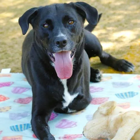 An adult large-sized male Black Labrador Retriever dog named Duke for adoption in Hopkinton, MA