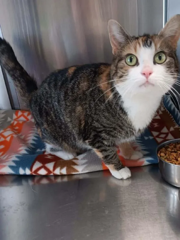 A young medium-sized female Tabby (Brown / Chocolate) Domestic Short Hair cat named Caliope for adoption in Seymour, IN