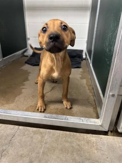 A baby small-sized male Black Mouth Cur dog named Peanut for adoption in Killeen, TX