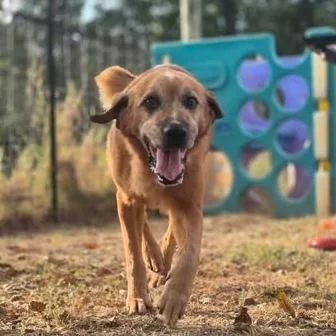 A senior medium-sized male Mixed Breed dog named Rex for adoption in Dover, AR