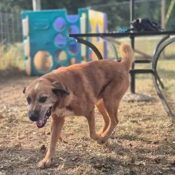 Rex thumbnail 2