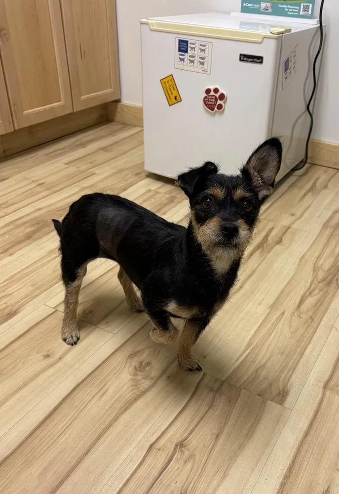 A young small-sized female Tricolor (Brown, Black, & White) Terrier dog named Mimi for adoption in Cortez, CO