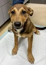 A young medium-sized male Shepherd dog named Moseby for adoption in La Grange, TX