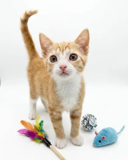 A baby small-sized male Domestic Short Hair cat named Harry for adoption in Cumming, GA