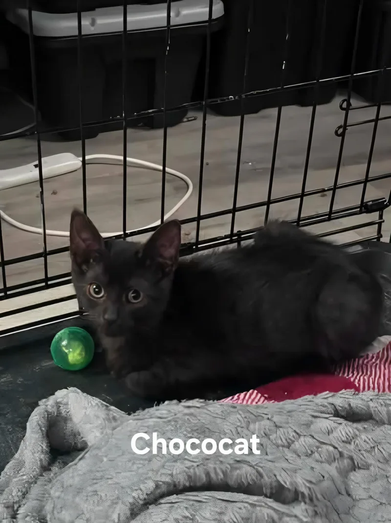 A baby medium-sized female Black Domestic Short Hair cat named Chococat for adoption in Chicopee, MA