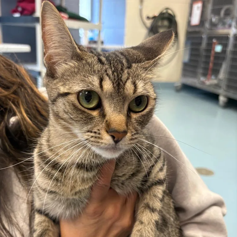 A young small-sized female Brown / Chocolate Domestic Short Hair cat named Tiger Lily for adoption in Brockton, MA