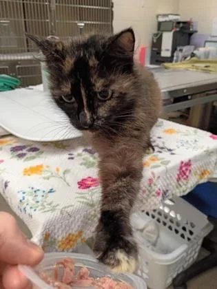 An adult small-sized female Domestic Medium Hair cat named Caramel for adoption in Palm Coast, FL