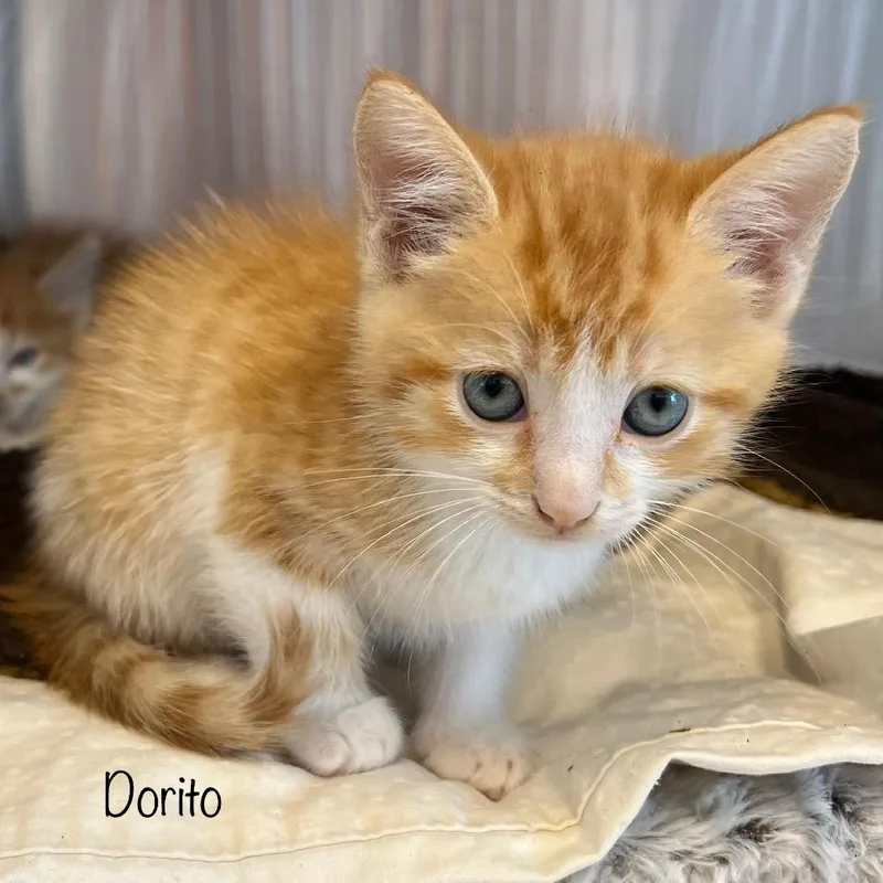 A baby small-sized male Orange / Red Domestic Short Hair cat named Dorito for adoption in Madisonville, TN