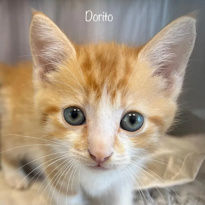 Dorito thumbnail 2