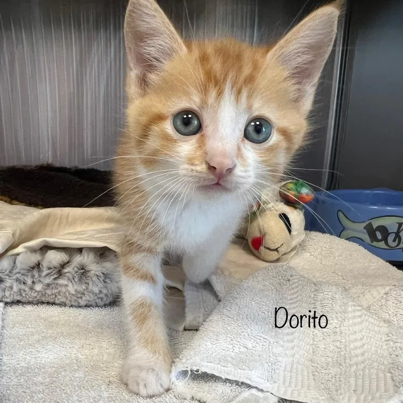 Dorito thumbnail 4