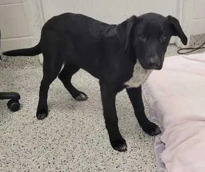A baby medium-sized male Black Mixed Breed dog named Yosemite for adoption in Kansas City, MO
