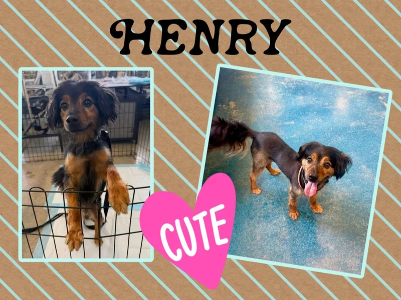 A young small-sized male Mixed Breed dog named Henry for adoption in Monticello, IN