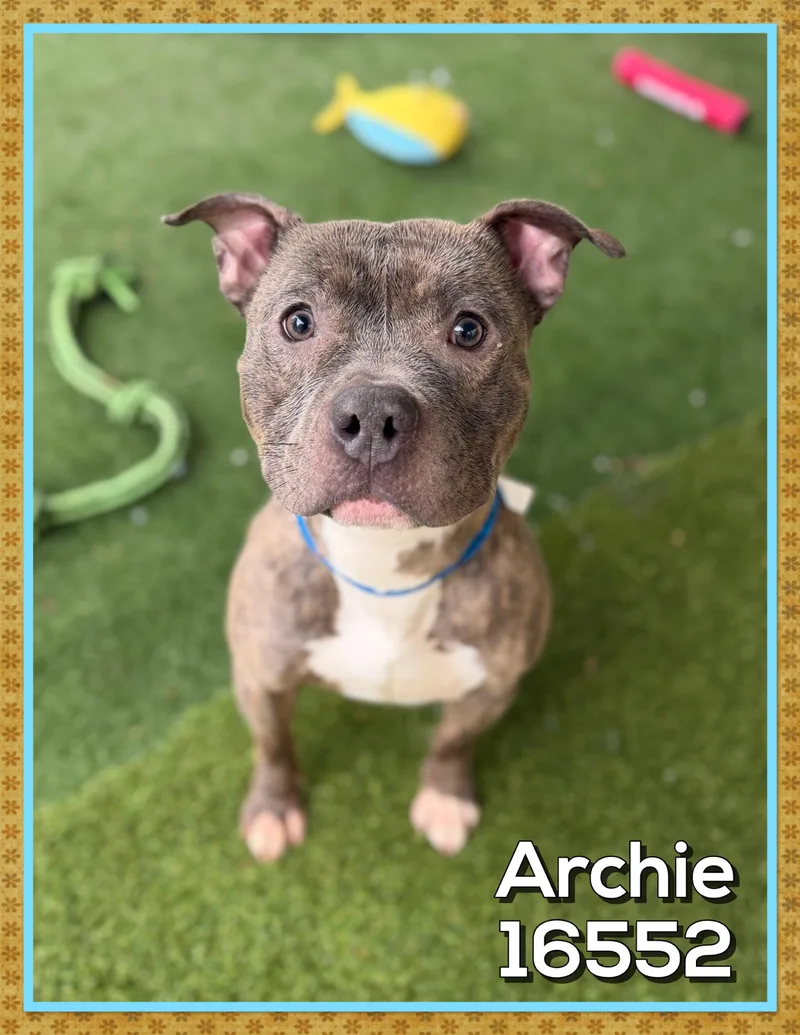 An adult medium-sized male Brindle Pit Bull Terrier dog named Archie for adoption in Marietta, GA