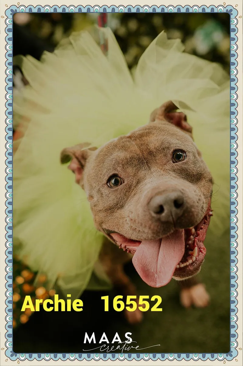 Archie thumbnail 3
