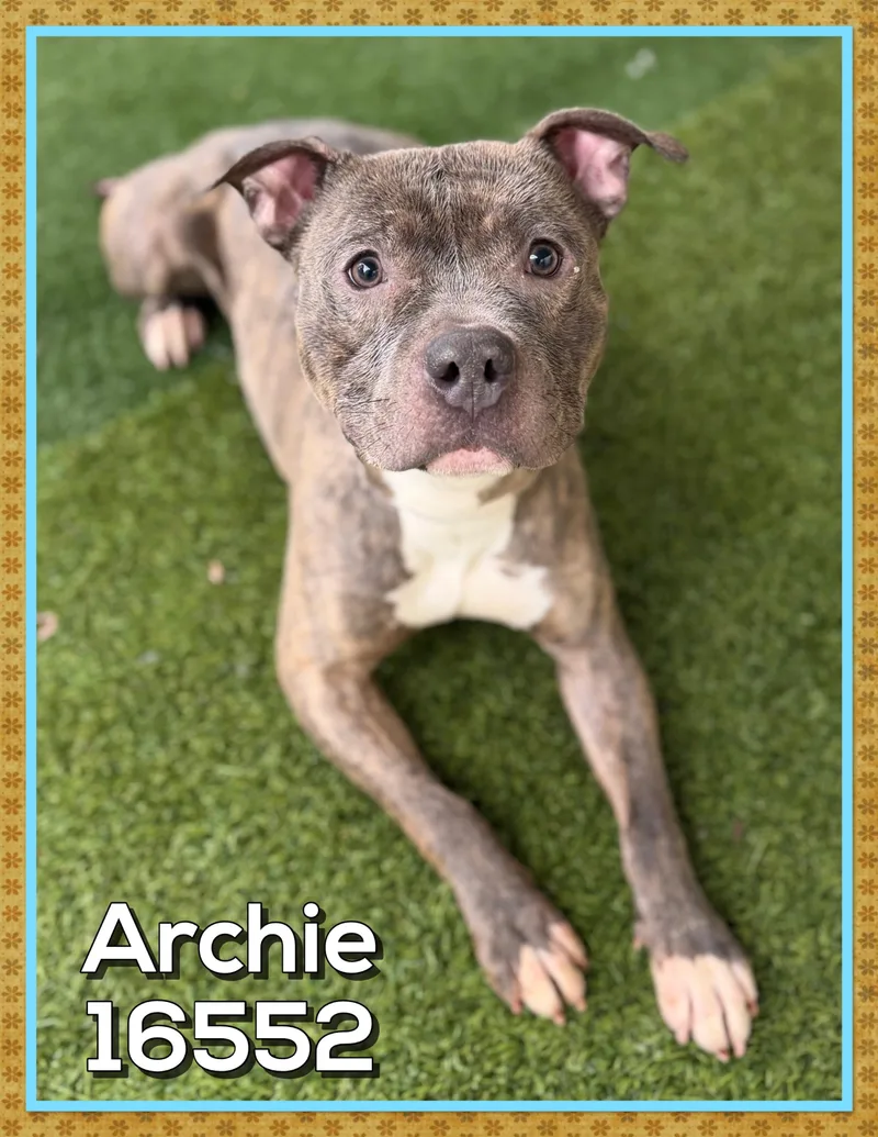 Archie thumbnail 4