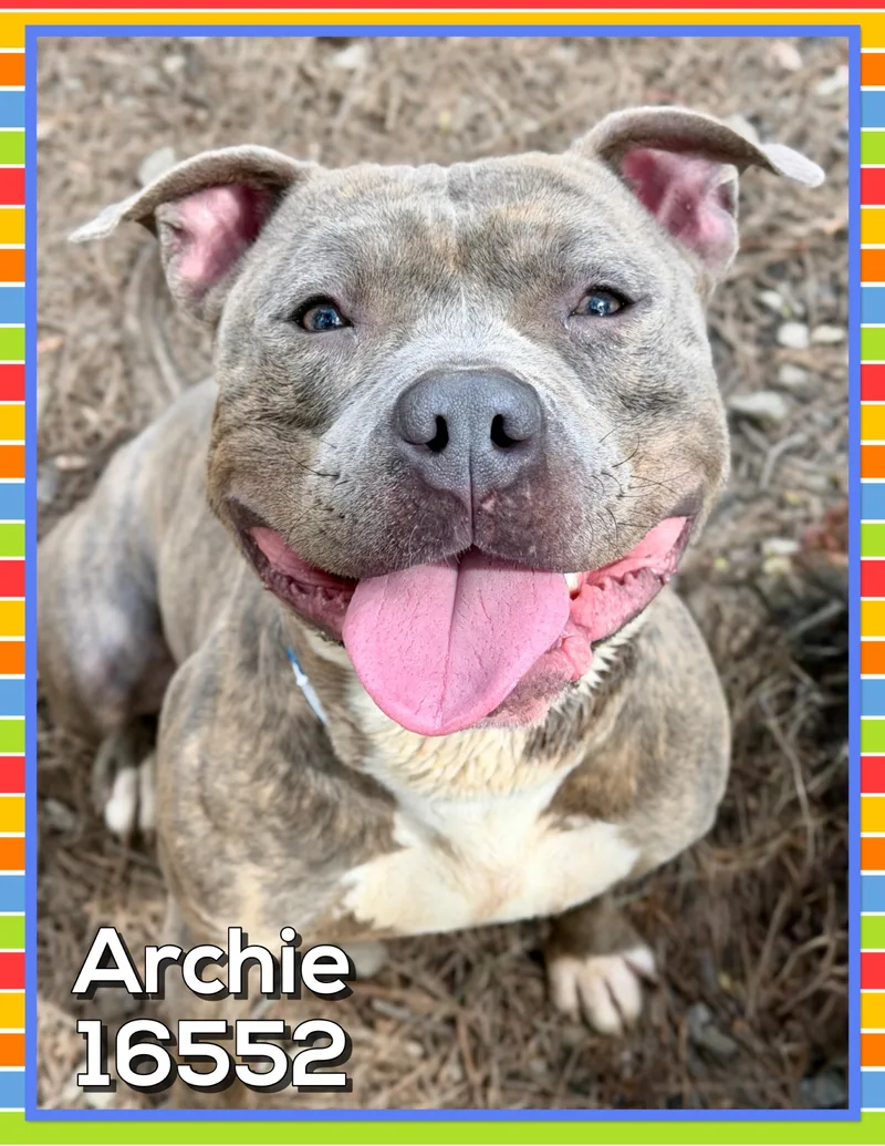 Archie thumbnail 5