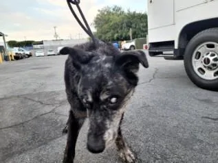 A senior medium-sized male Catahoula Leopard Dog dog named Asiros for adoption in Los Angeles, CA