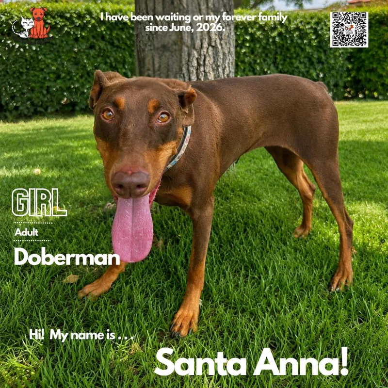 An adult large-sized female Red / Chestnut / Orange Doberman Pinscher dog named Santa Anna for adoption in Westminster, CA
