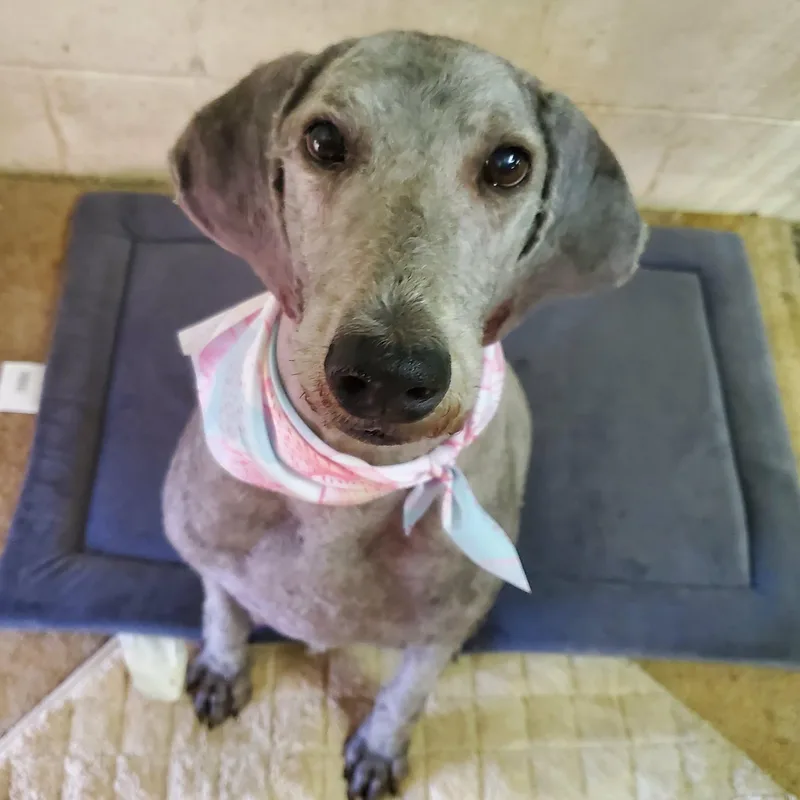 An adult medium-sized female Poodle dog named Izzy for adoption in Goshen, KY
