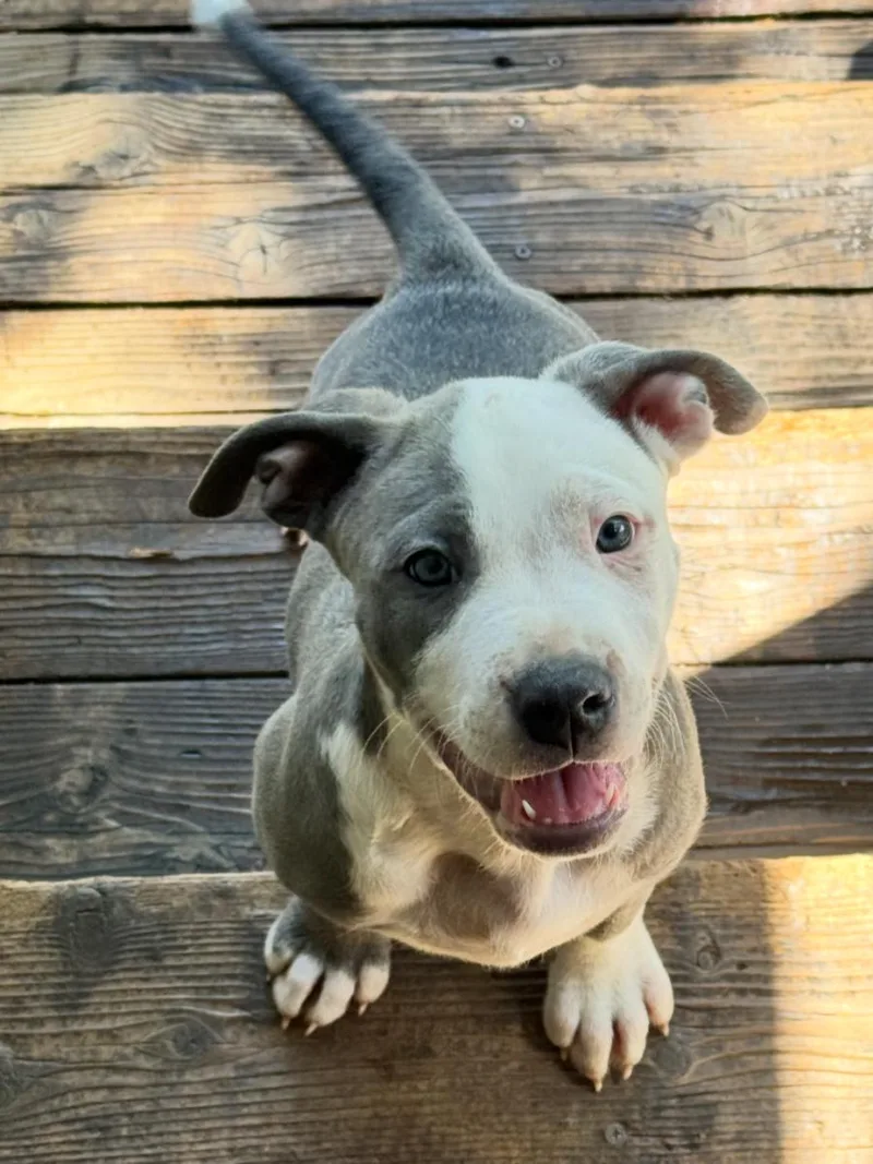 A baby large-sized male Pit Bull Terrier dog named Tank for adoption in Lincoln, CA