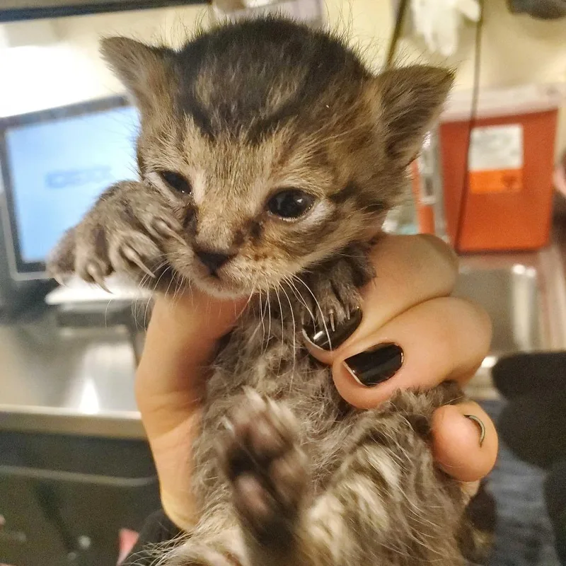 A baby small-sized male Brown / Chocolate Domestic Short Hair cat named Ricochet for adoption in Asheville, NC