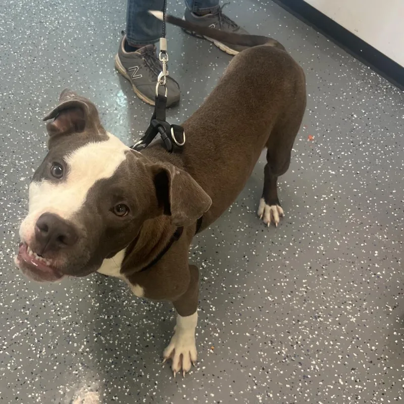 An adult medium-sized male Brown / Chocolate Mixed Breed dog named Choco for adoption in Memphis, TN