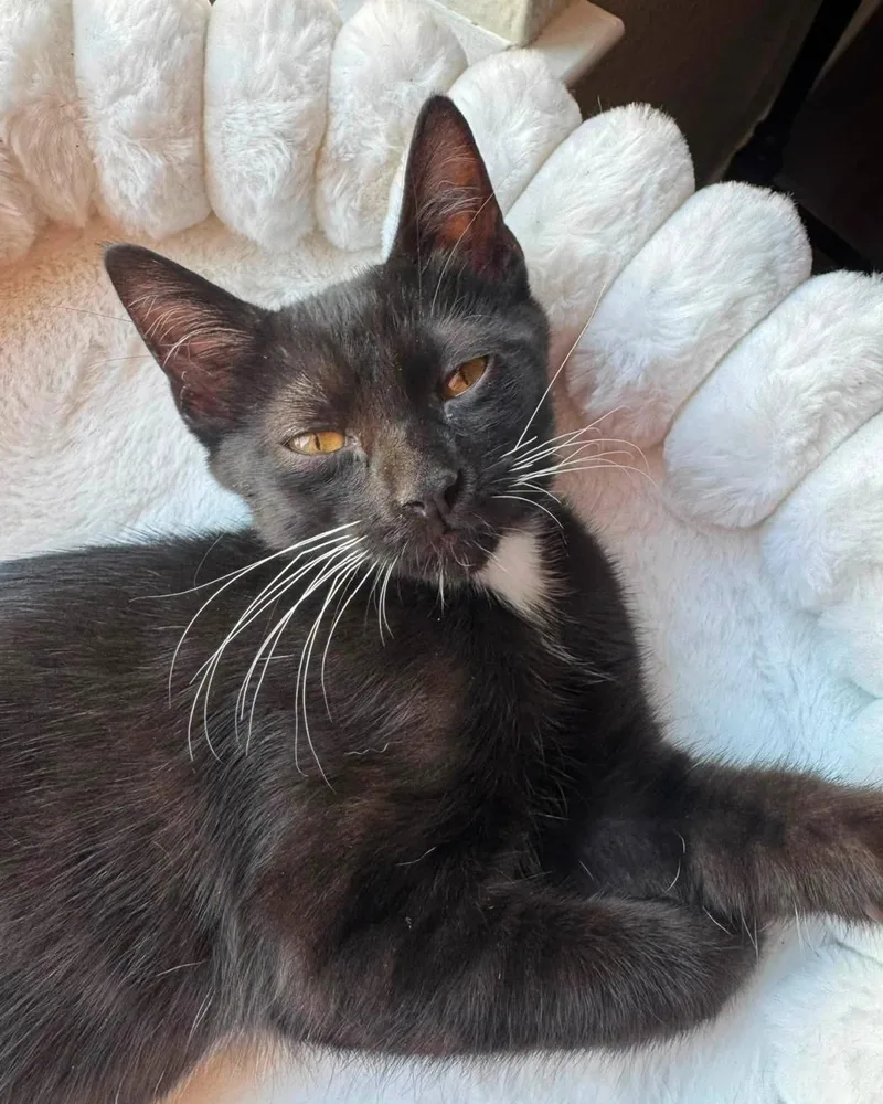 A young medium-sized female Black & White / Tuxedo Domestic Short Hair cat named Eclair for adoption in Frisco, TX