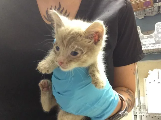 A baby small-sized female Domestic Short Hair cat named Mia for adoption in Riverside, CA
