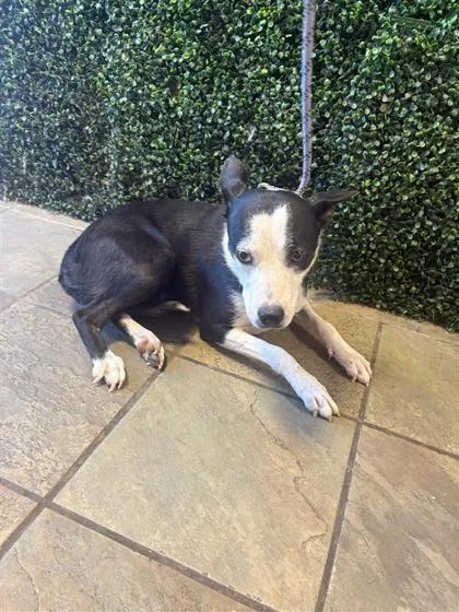 A young medium-sized female Black Mixed Breed dog named 61653554 for adoption in El Paso, TX