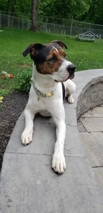 An adult medium-sized female Hound dog named Kova for adoption in Scotia, NY