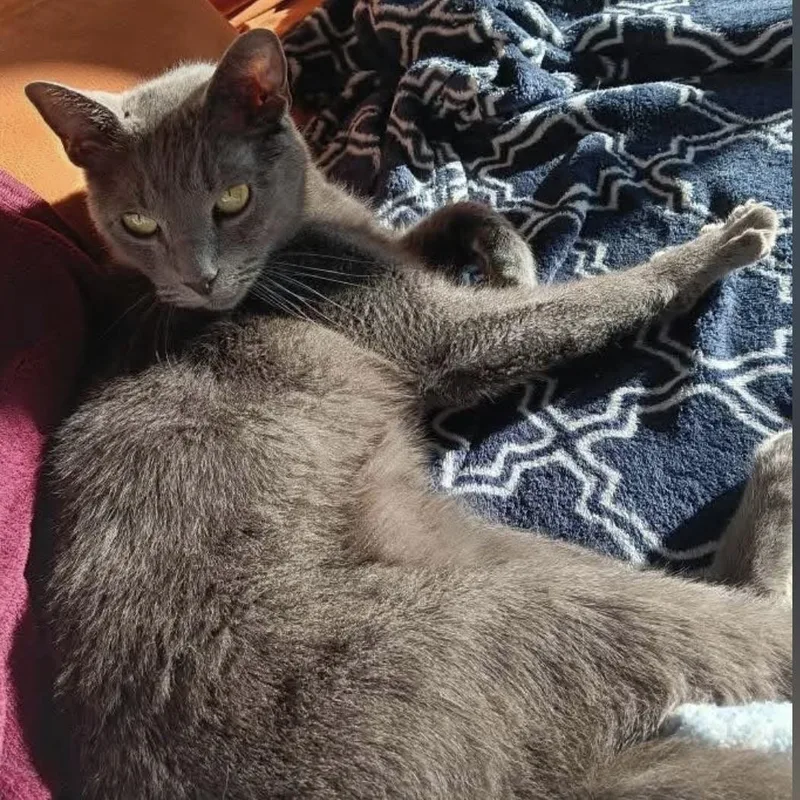 An adult medium-sized male Gray / Blue / Silver Russian Blue cat named Gustavo for adoption in Liverpool, TX
