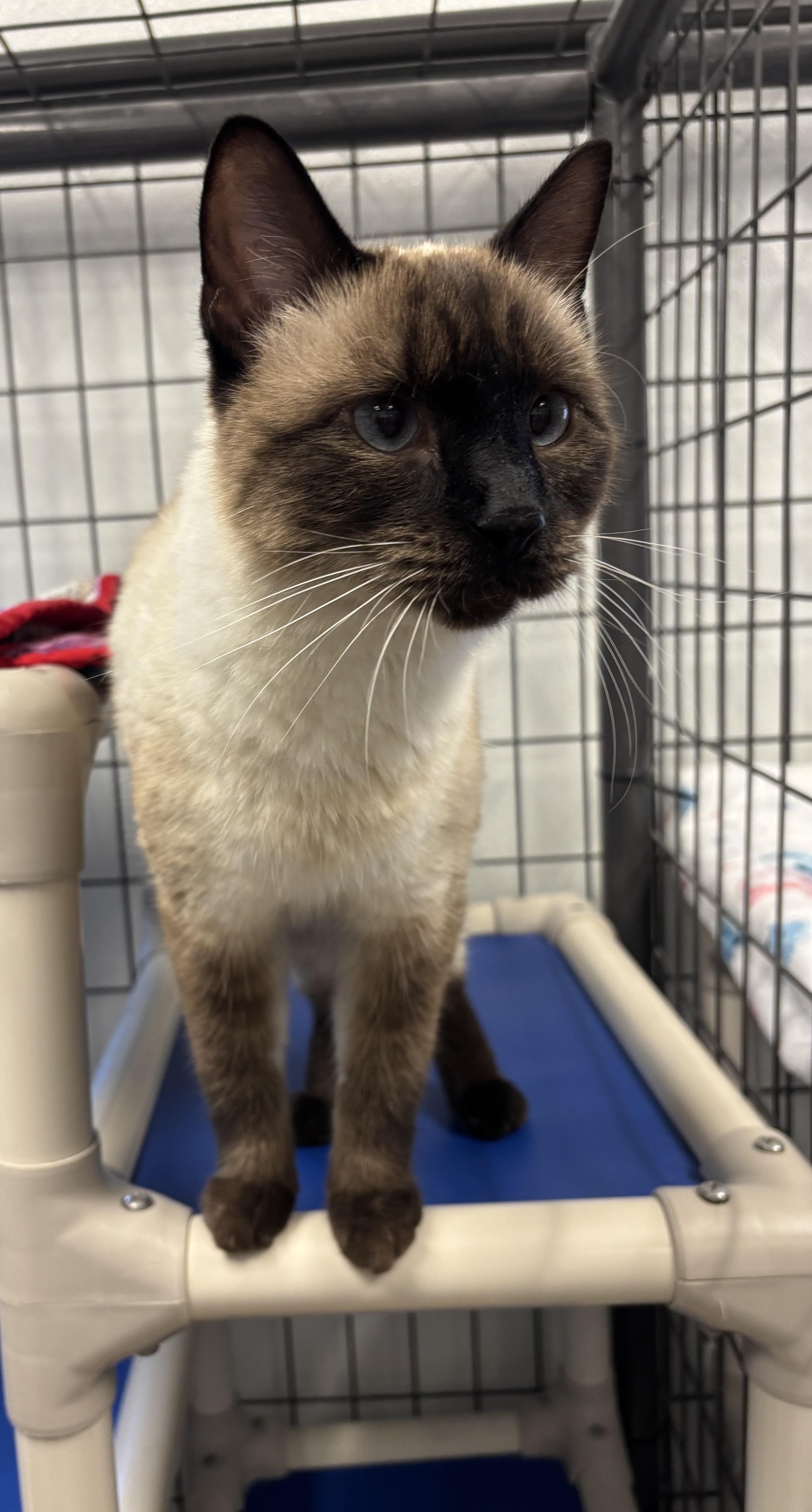 An adult medium-sized female Siamese cat named Stella for adoption in Torrington, WY