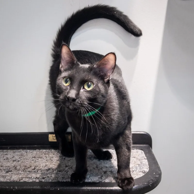 A young medium-sized male Black Domestic Short Hair cat named Dougal for adoption in Overland Park, KS