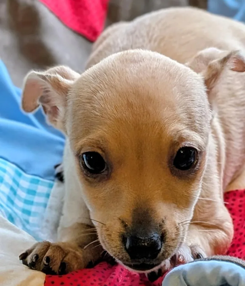 A baby small-sized female Miniature Pinscher dog named Sandy for adoption in St. Augustine, FL