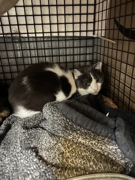 An adult medium-sized female Domestic Short Hair cat named Misty for adoption in Kingston, NY
