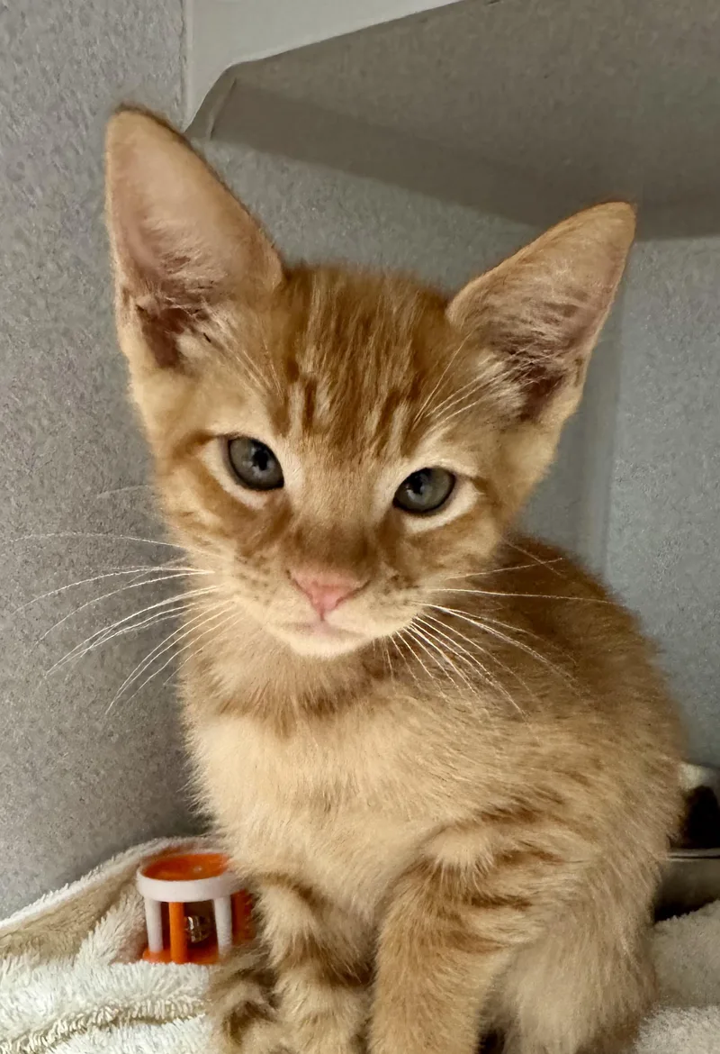 A baby medium-sized male Tabby (Orange / Red) Tabby cat named Gucci for adoption in Red Bluff, CA