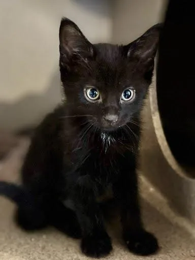A baby small-sized male Domestic Short Hair cat named McMuffin for adoption in Washington, DC