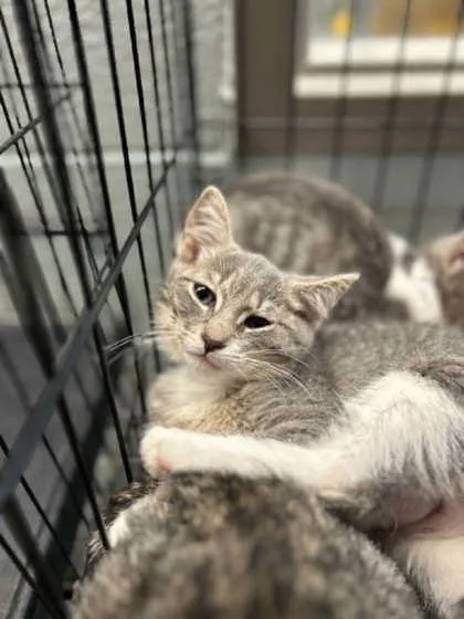 A baby small-sized female Domestic Short Hair cat named Faith for adoption in Munster, IN