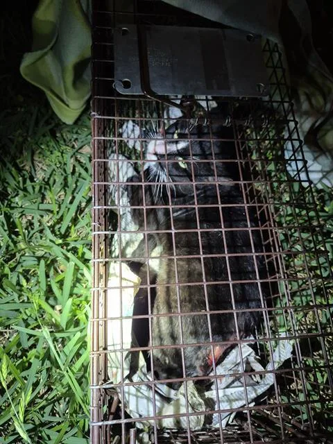 An adult medium-sized male Domestic Short Hair cat named Lucky for adoption in San Antonio, TX